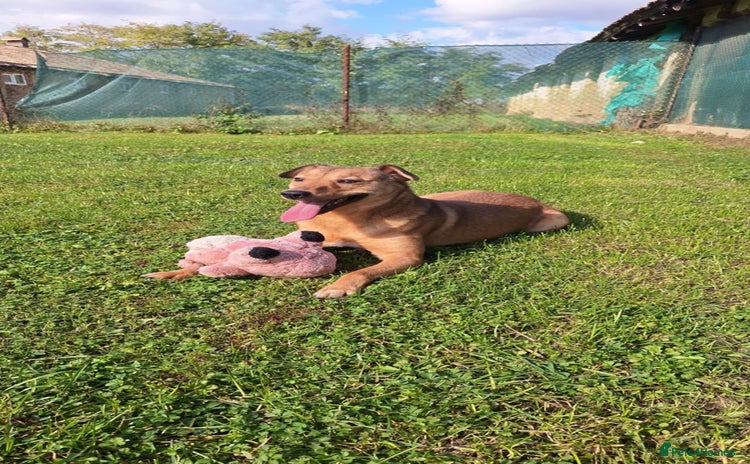 Mixed Breed dogs - Advert 1