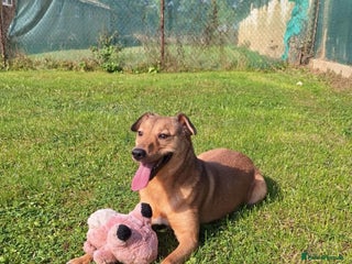 Mixed Breed dogs Fajitas for adoption - Advert 16