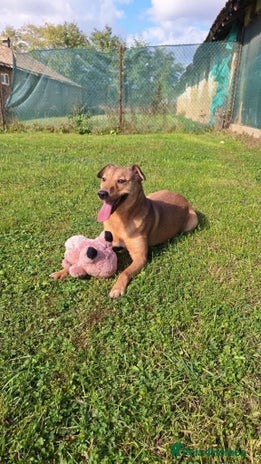 Mixed Breed dogs Fajitas for adoption - Advert 16