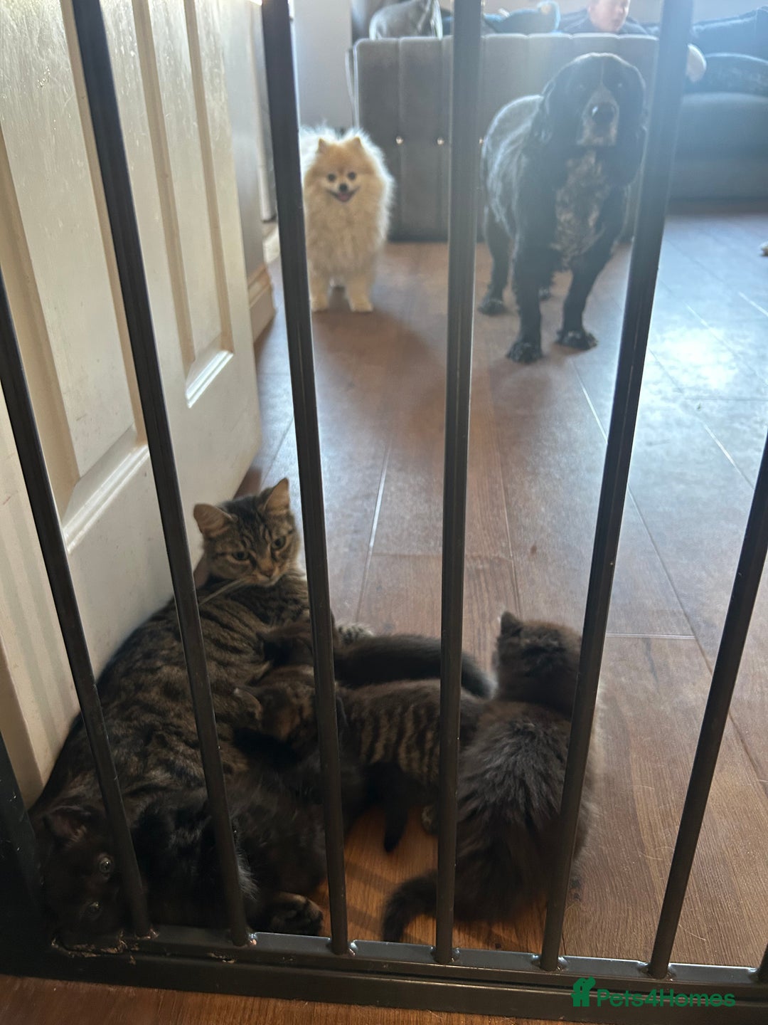Mixed Breed cats for sale: Beautiful mixed kittens  - Image 6