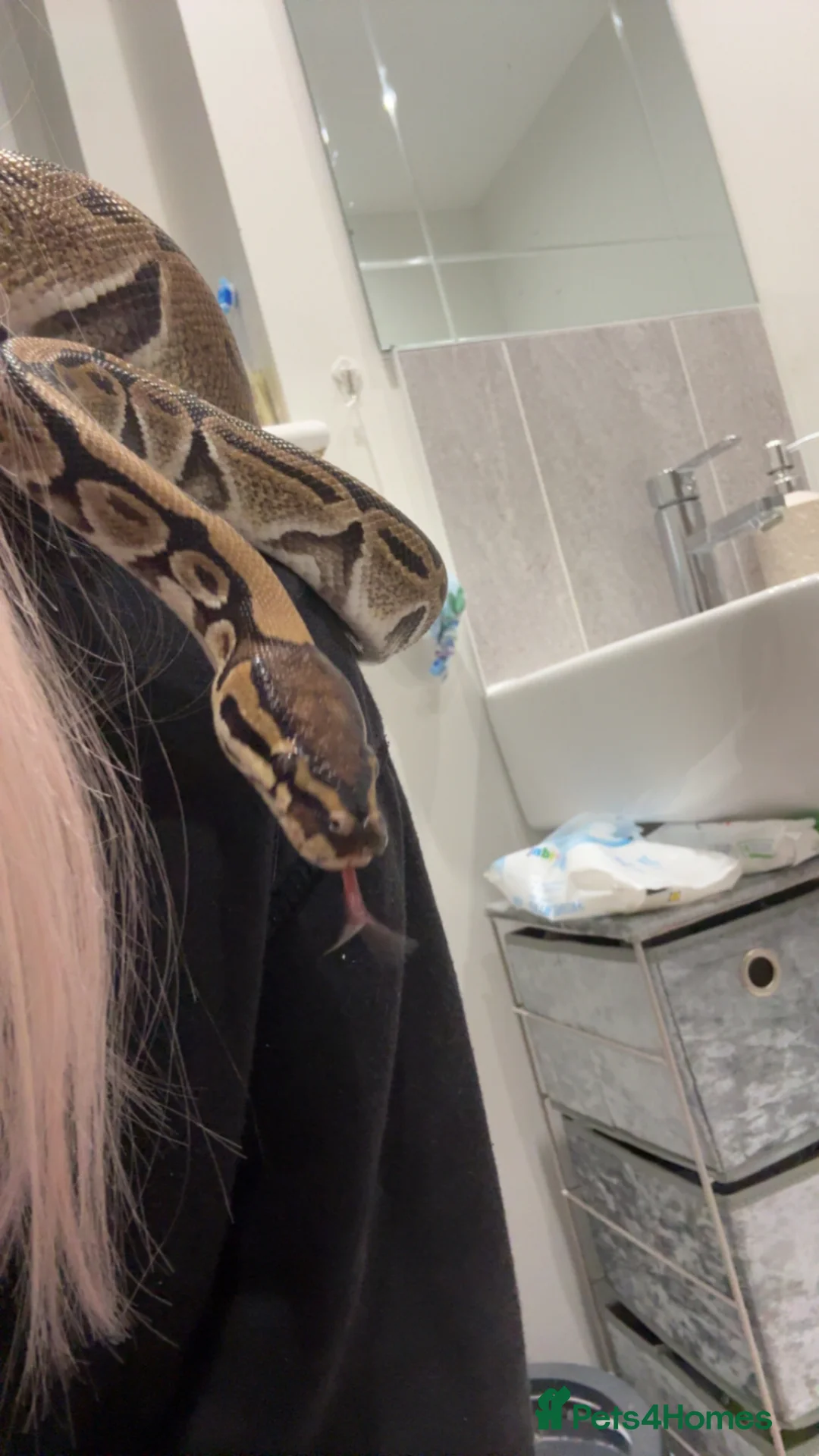 Python Snake reptiles for sale: Male ball python  in Dereham - Advert 2