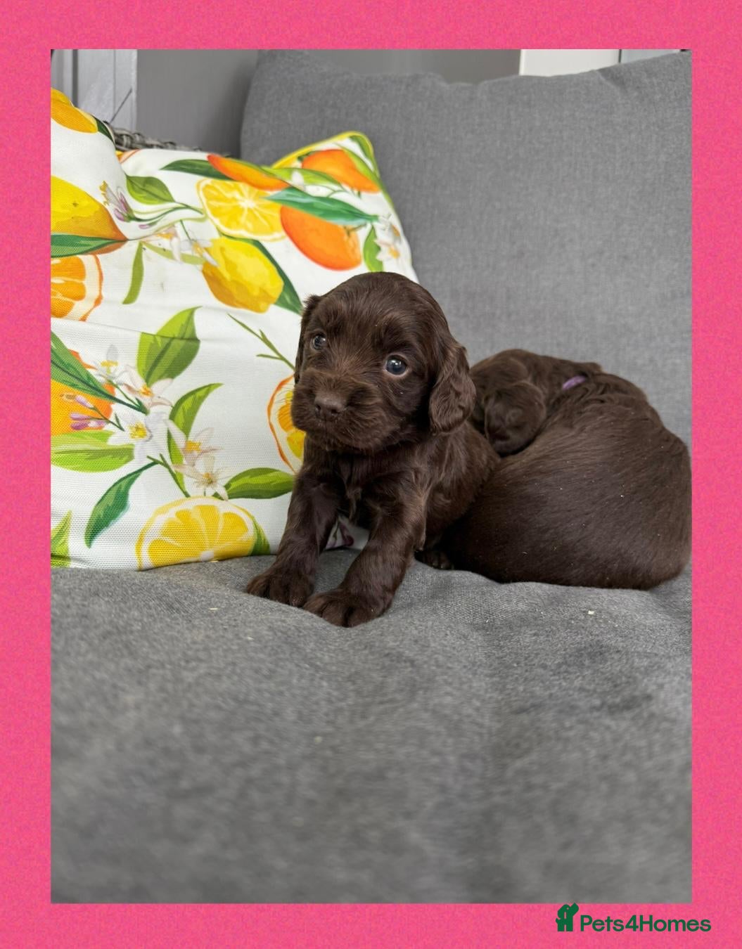 Cocker Spaniel dogs Working Cocker spaniel puppies  - Advert 1