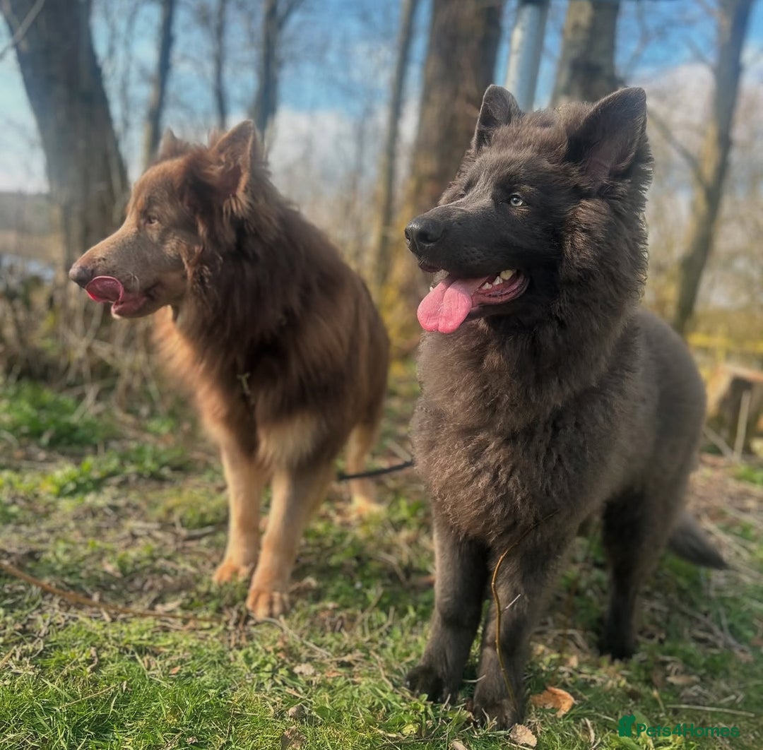 German Shepherd dogs for stud: Sabre, big strong straight backed DMclear male GSD in Stoke-on-Trent - Image 19