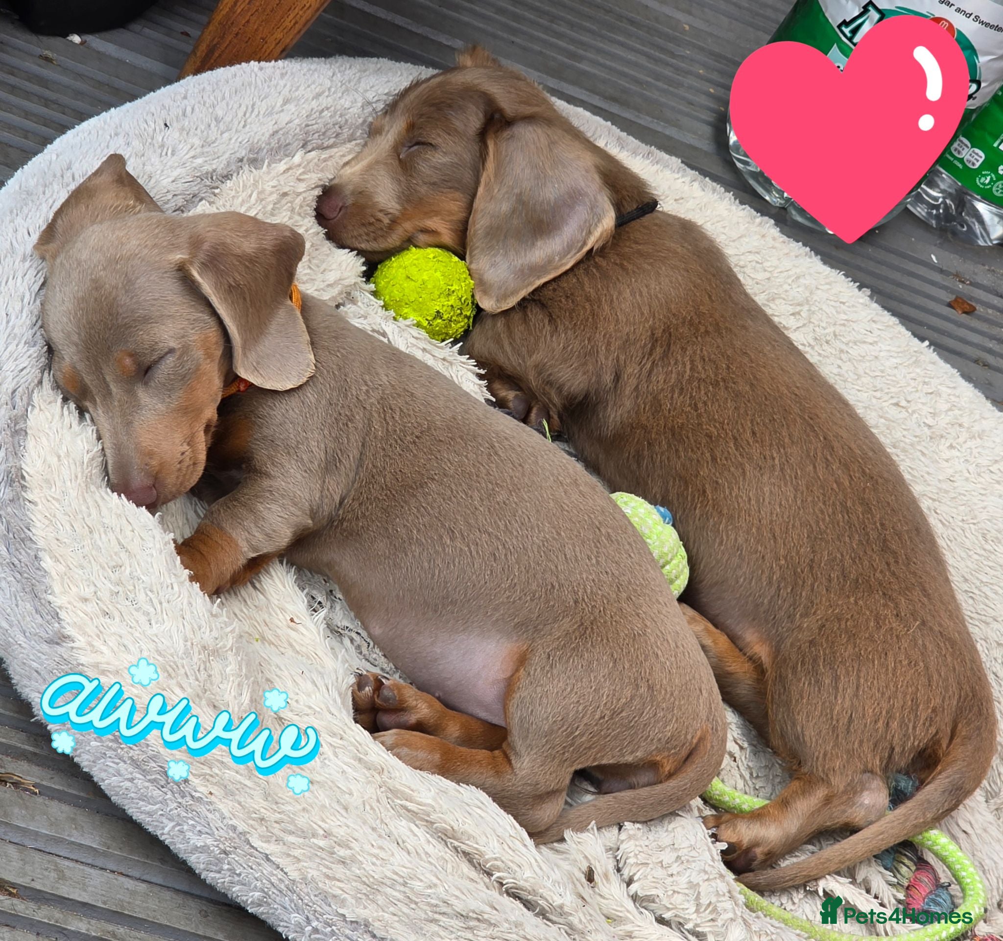 Dachshund dogs READY NOW! 2 Adorable #daschound isabella 🐾 - Advert 9