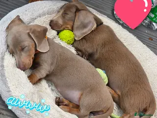 Dachshund dogs READY NOW! 2 Adorable #daschound isabella 🐾 - Advert 1