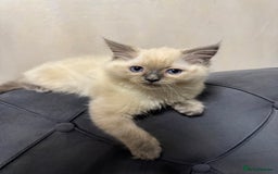 Ragdoll cats for sale: Beautiful bluepoint ragdoll  - Image 3