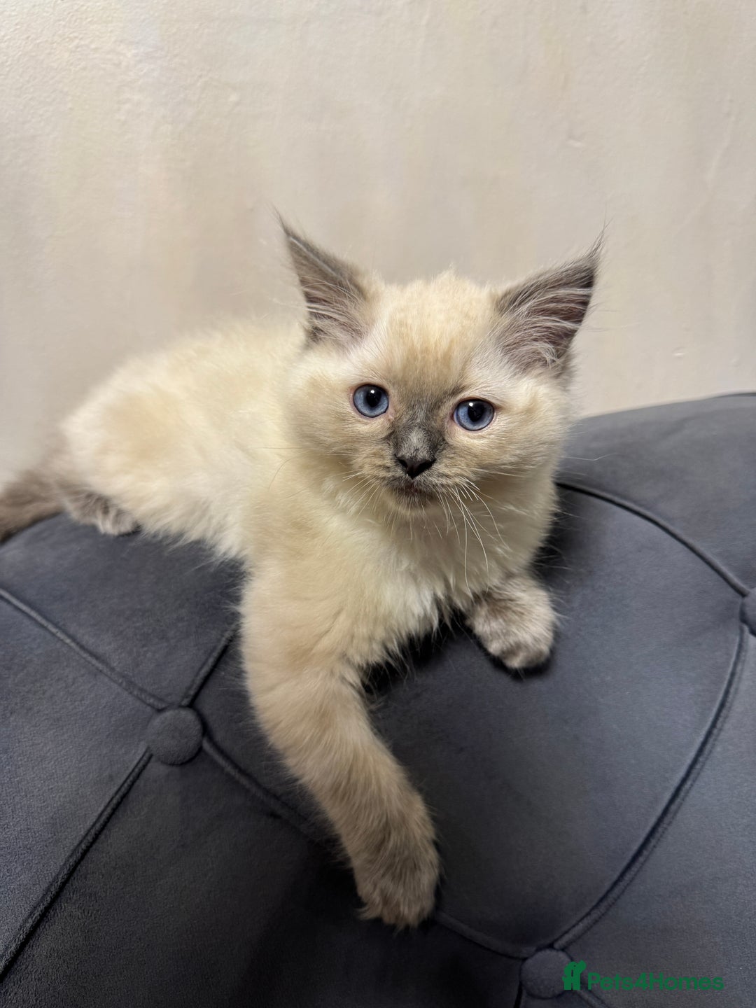Ragdoll cats for sale: Beautiful bluepoint ragdoll  - Image 3
