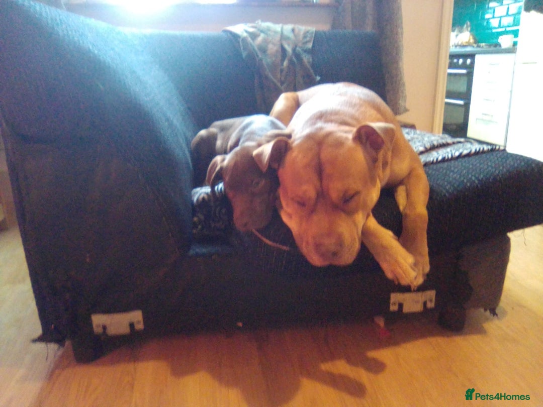 Mixed Breed dogs for sale: Doberman/labrador x american bulldog/english staff - Advert 12