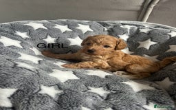 Cockapoo dogs for sale: Beautiful litter of tiny chunky Cockapoo puppies  - Image 18