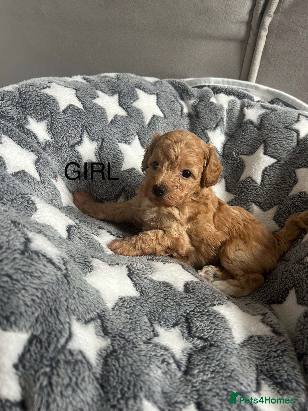 Cockapoo dogs for sale: Beautiful litter of tiny chunky Cockapoo puppies  - Image 18