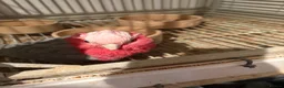 Cockatoo birds for sale: Galah Cockatoos  in Boston - Advert 4