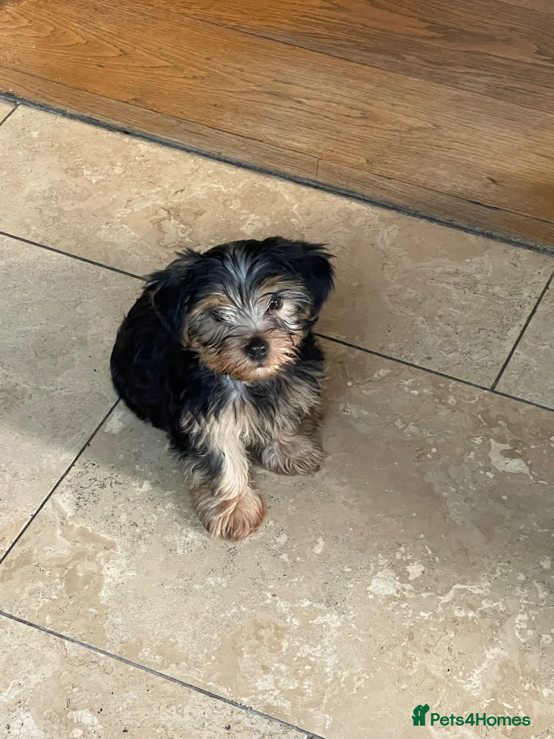 Yorkshire Terrier dogs for sale: Gorgeous Yorkshire Terriers for sale. - Advert 2