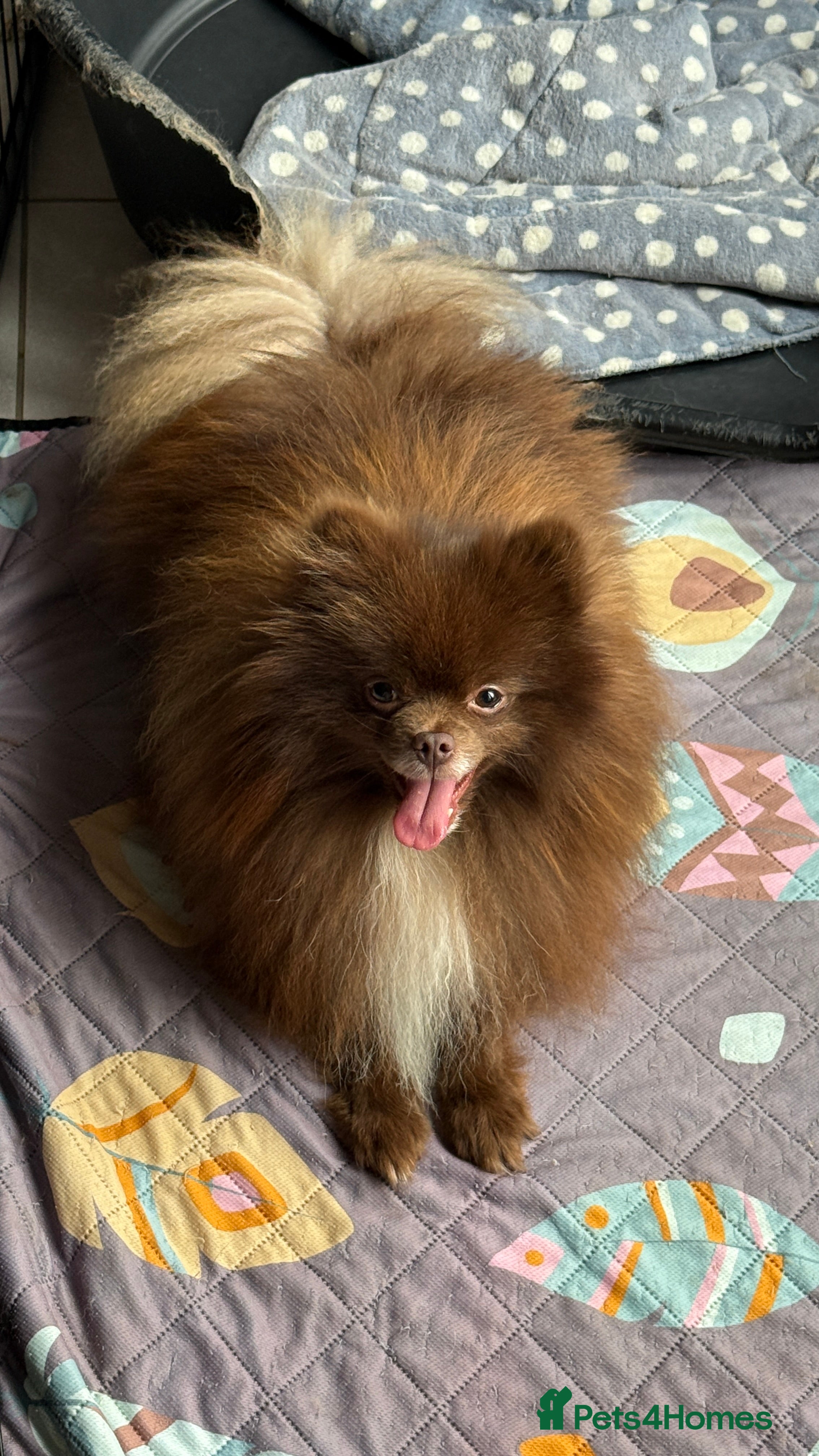 Pomeranian dogs PROVEN STUD KC RUSSIAN CHAMPION LINES POMERANIAN  in Tiverton - Advert 1