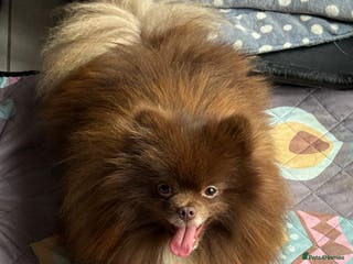 Pomeranian dogs PROVEN STUD KC RUSSIAN CHAMPION LINES POMERANIAN in Tiverton - Advert 6