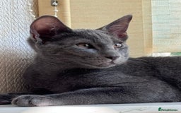 Oriental cats for sale: Ready now! Beautiful oriental mix kittens  - Image 2