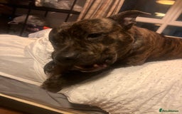 Mixed Breed dogs for sale: Stuffy - Image 6