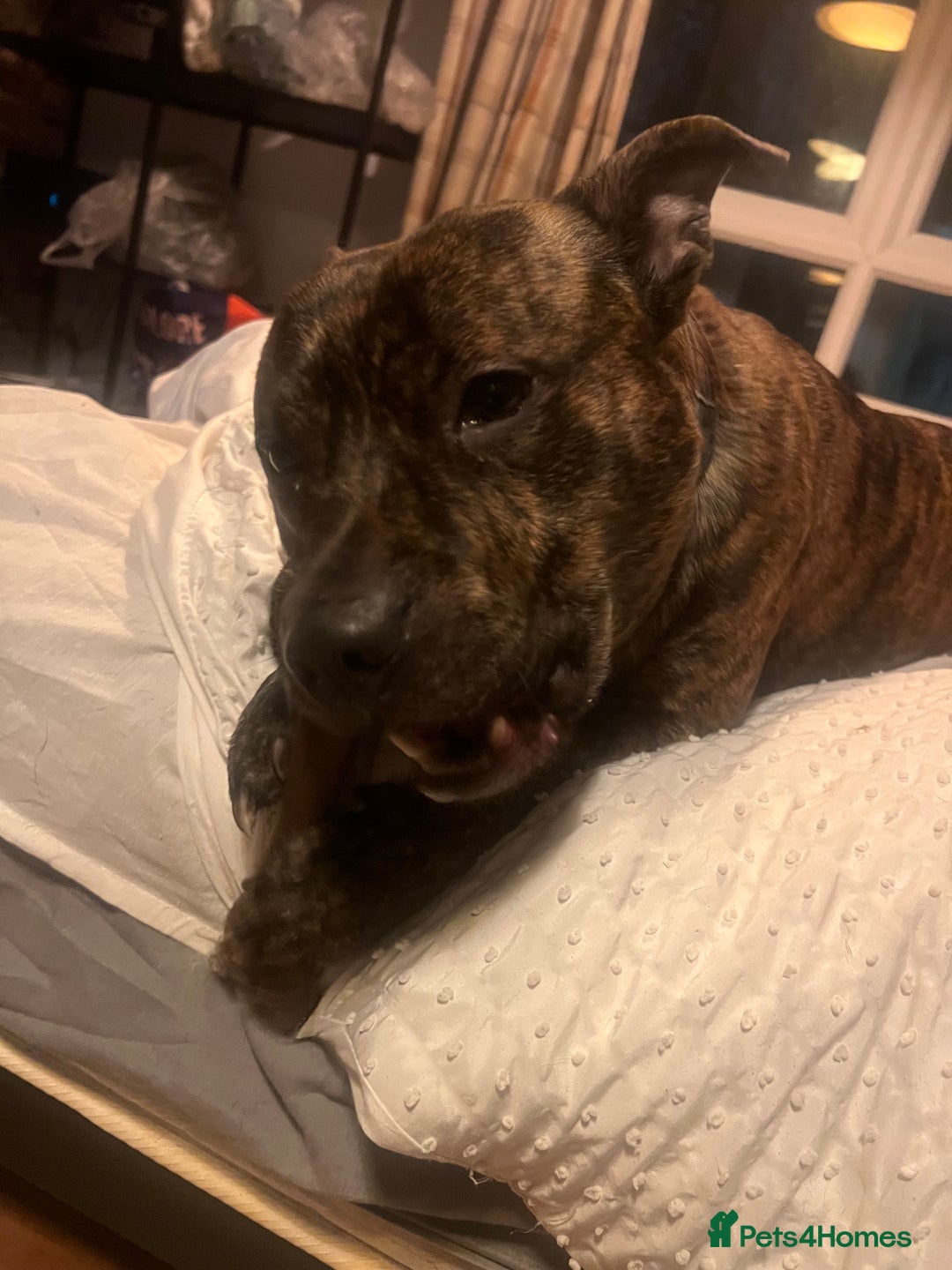 Mixed Breed dogs for sale: Stuffy - Image 6