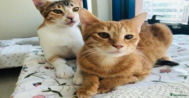 Mixed Breed cats - Advert 11