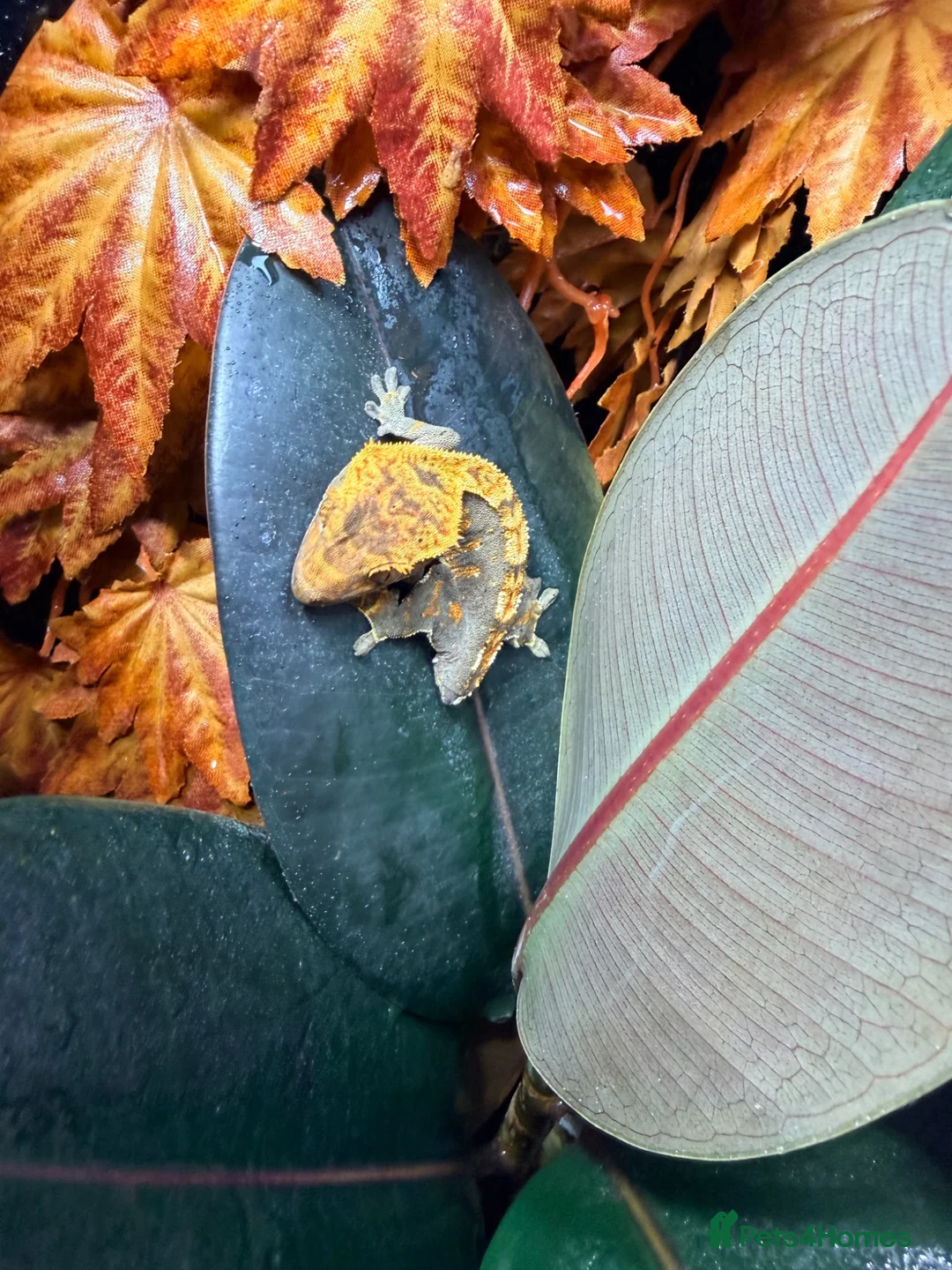 Gecko reptiles for sale: 9 Month Old CrestedGecko With Full Bioactive Setup in Todmorden - Advert 1