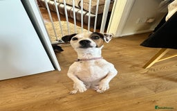 Jack Russell dogs for sale: Traditional Jack Russell Puppies  - Image 14