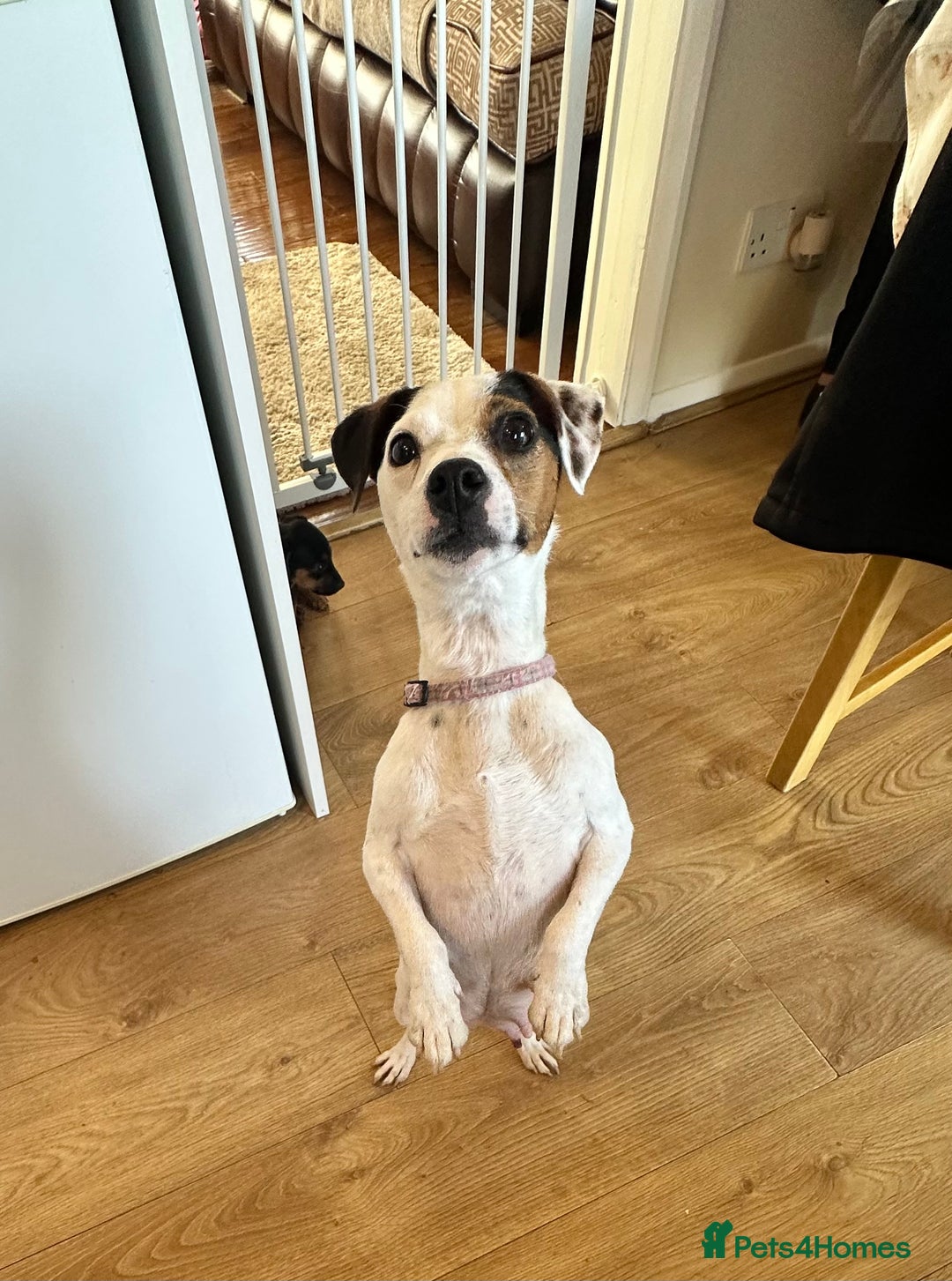 Jack Russell dogs for sale: Traditional Jack Russell Puppies  - Image 14