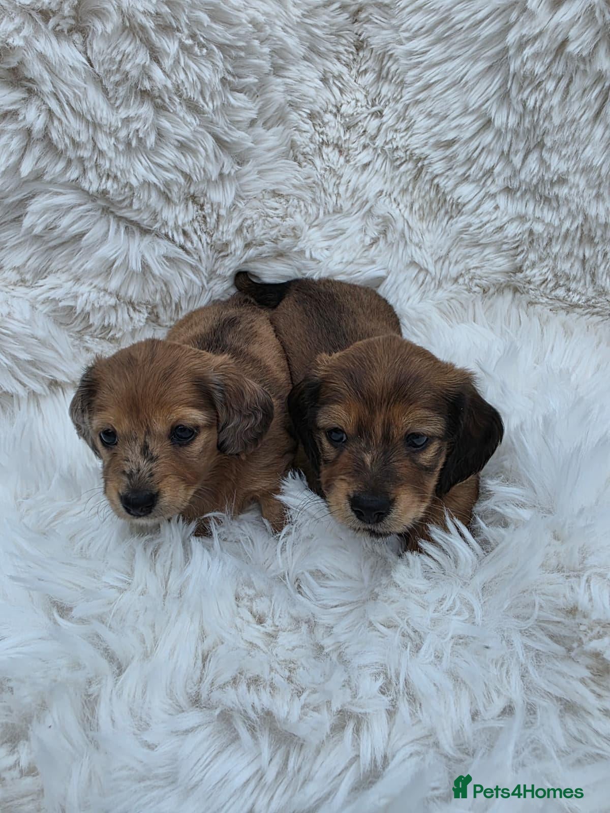 Miniature Dachshund dogs ⭐Long-Haired Miniature Dachshund Puppies⭐ - Advert 5