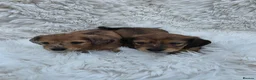 Miniature Dachshund dogs for sale: ⭐Long-Haired Miniature Dachshund Puppies⭐ - Advert 1