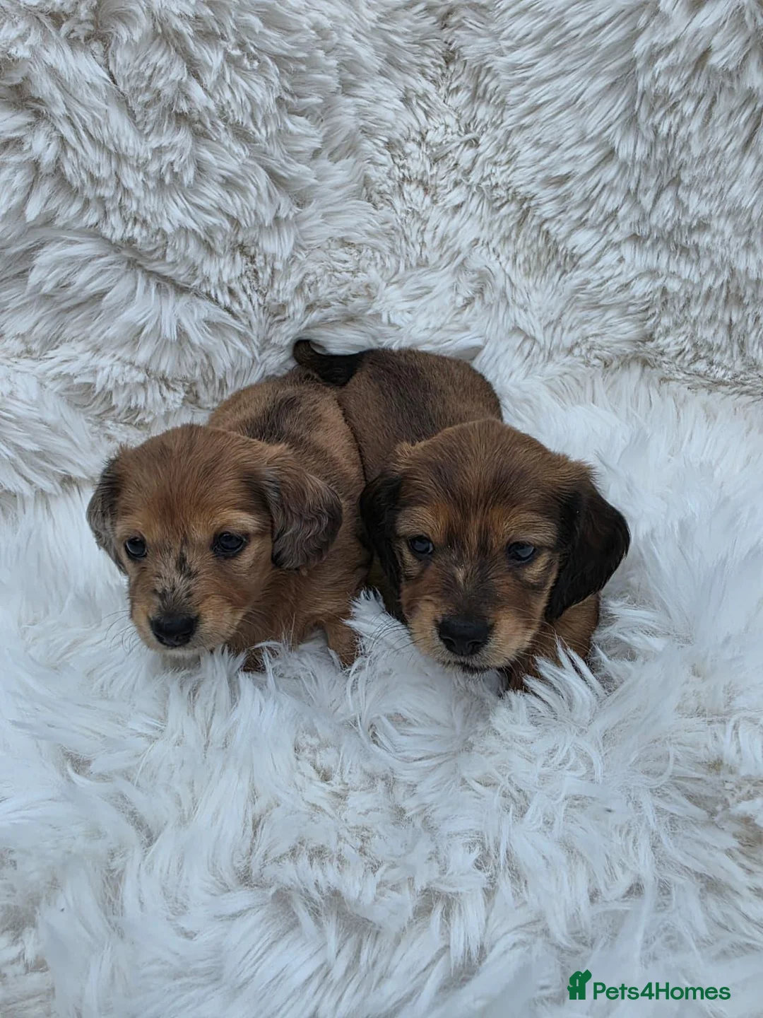 Miniature Dachshund dogs for sale: ⭐Long-Haired Miniature Dachshund Puppies⭐ - Advert 1