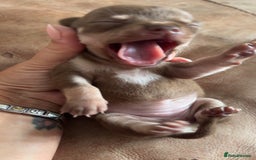 Chihuahua dogs for sale: Beautiful chihuahua pups - Image 9