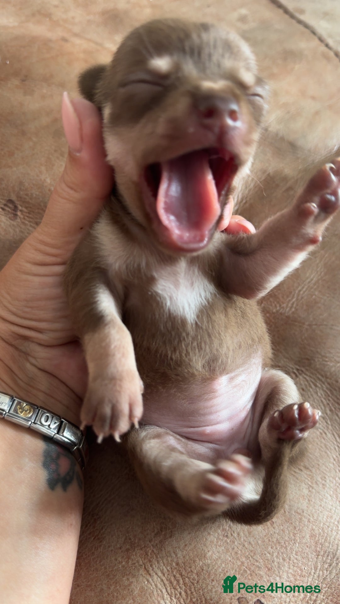 Chihuahua dogs for sale: Beautiful chihuahua pups - Image 9