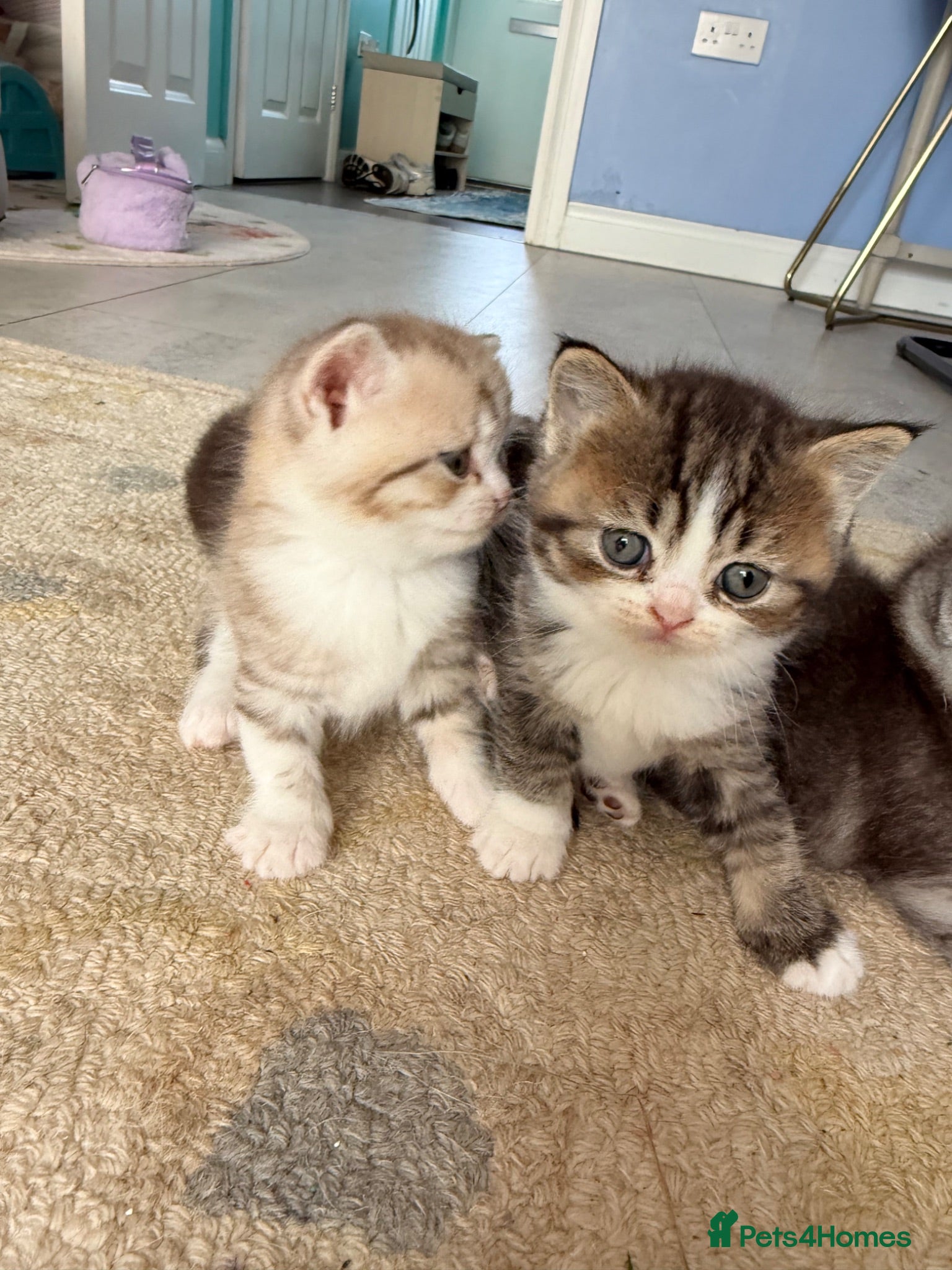 Scottish Fold cats  * Beautiful Scottish Straight Kittens for Sale! - Advert 2