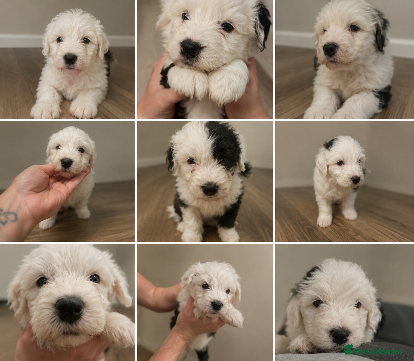 Sheepadoodle dogs for sale: Sheepadoodle pups - Advert 3
