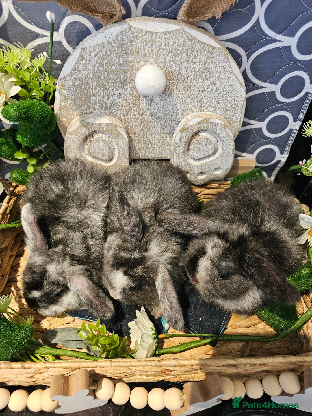 Mini Lop rabbits for sale: Beautiful mini lop babies  - Advert 2