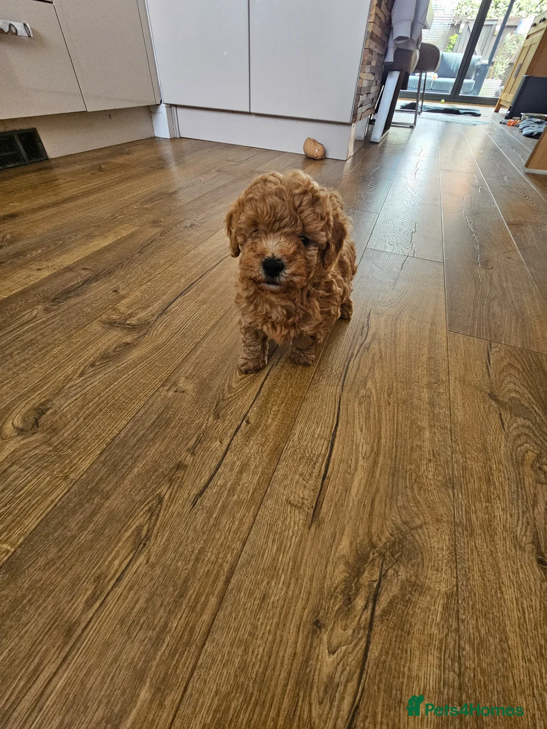 Toy Poodle dogs for sale: Premium Toy Poodle Puppies - Advert 2