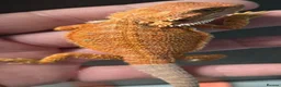 Bearded Dragon reptiles for sale: Red Monster blue bars and Hypos and Trans - Advert 7