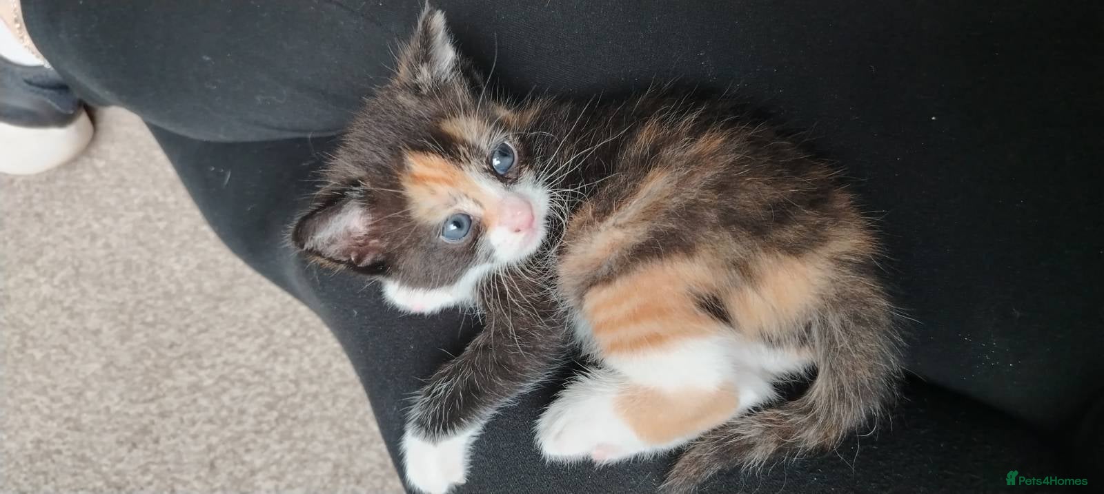 Mixed Breed cats Beautiful Tortoise shell kittens. - Advert 8