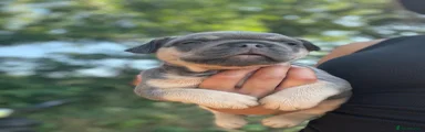 French Bulldog 5