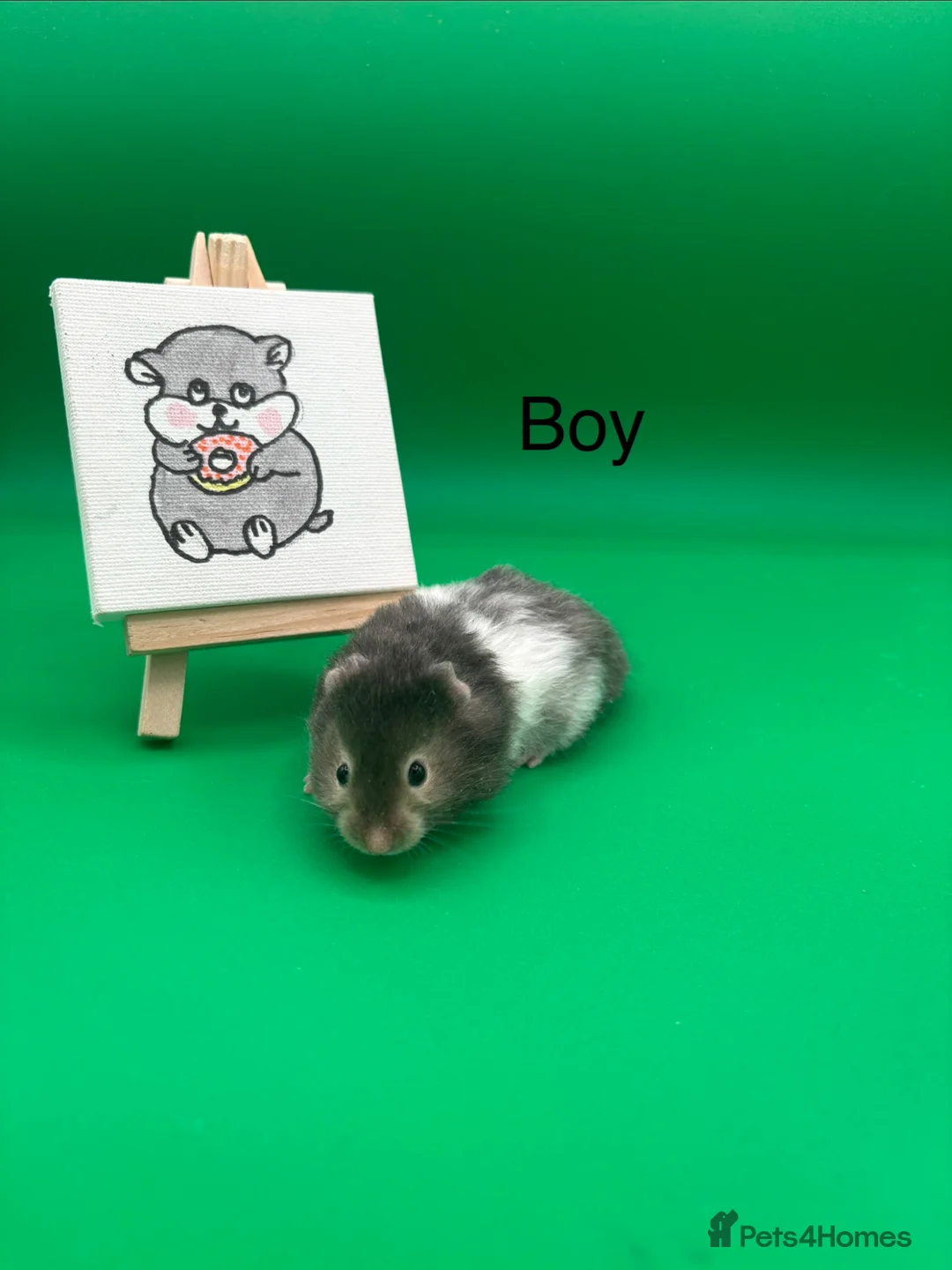 Hamster rodents for sale: Adorable Syrian hamster babies  - Advert 2