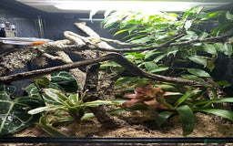Gecko reptiles for sale: Gargoyle Gecko - Image 3