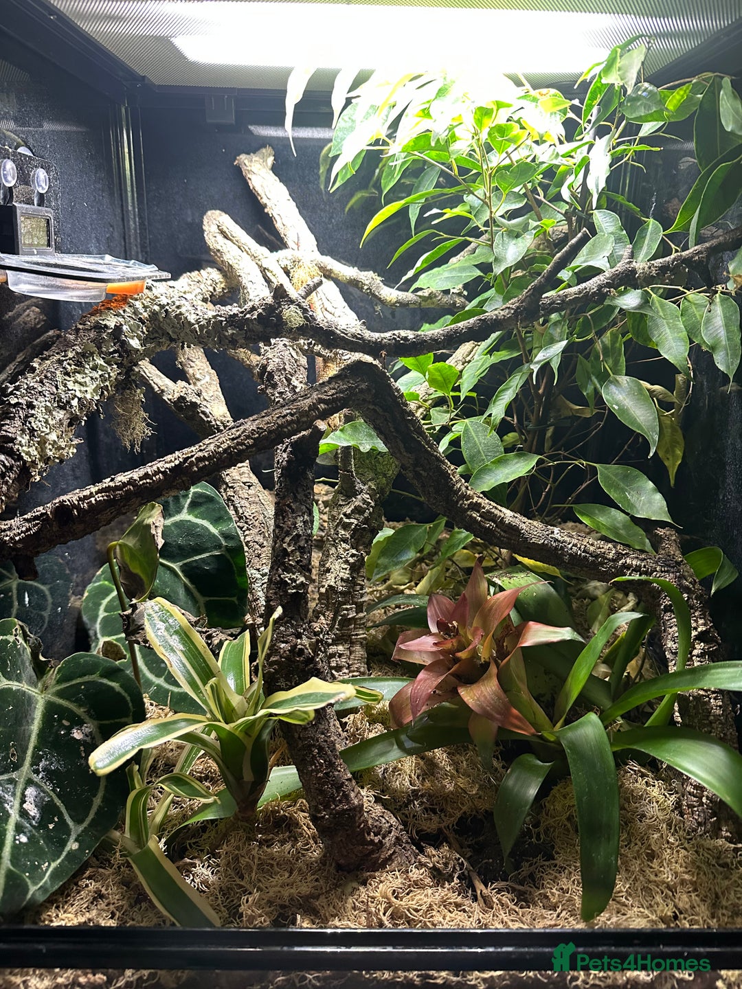 Gecko reptiles for sale: Gargoyle Gecko - Image 3