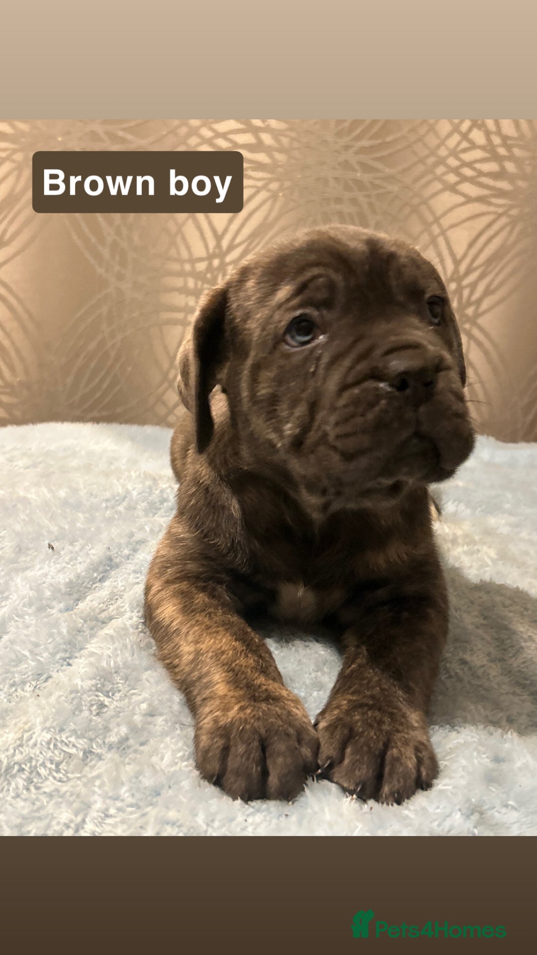 Cane Corso dogs for sale: 🐾 Stunning Cane Corso Puppies Available! 🐾 - Advert 11