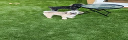 Poochon dogs for sale: 2 Beautiful Happy Bouncy Poochons in Bristol - Advert 7