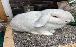 Mini Lop rabbits for sale: BRC rung showable REW buck (baby)  - Image 2
