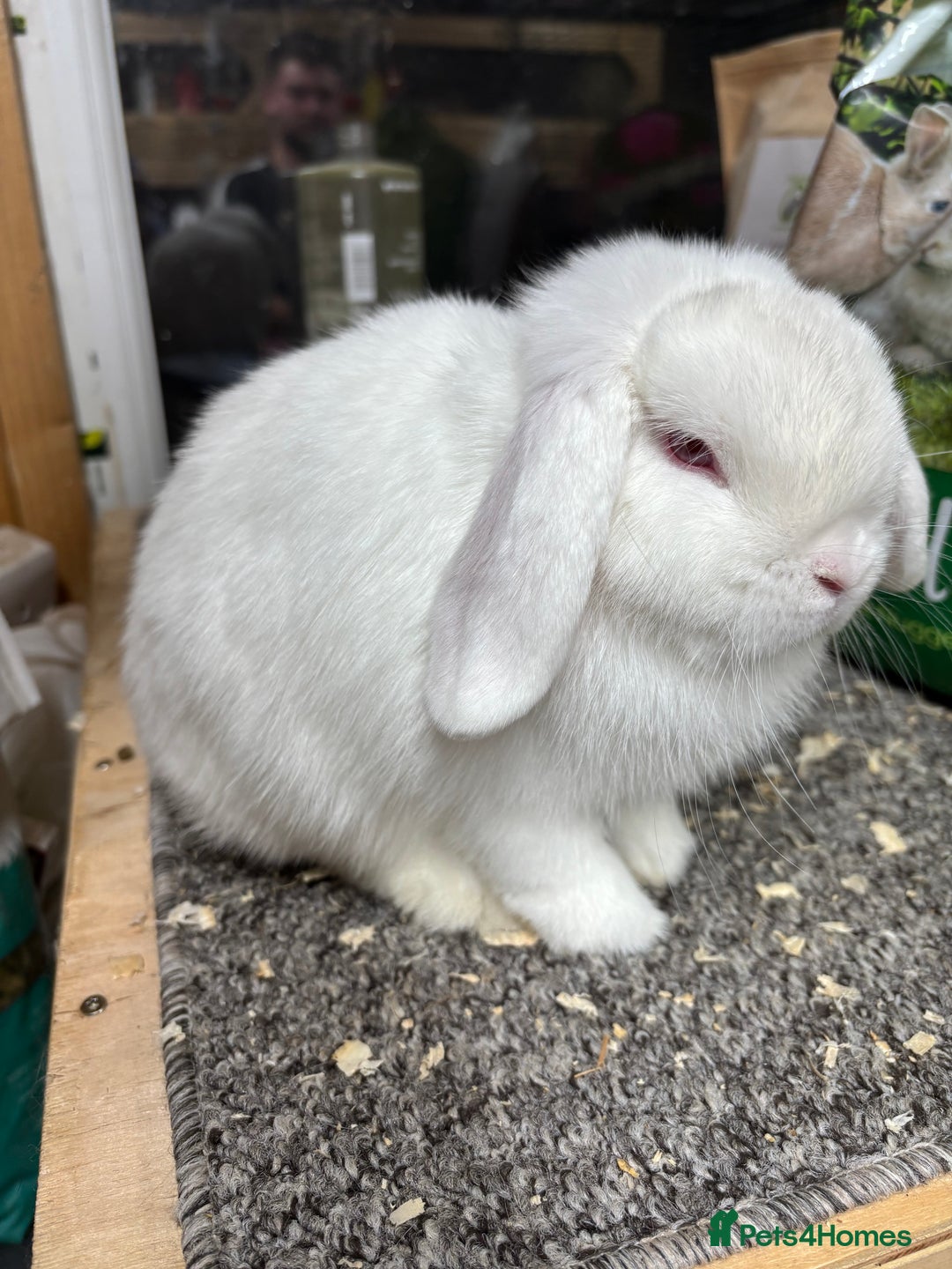 Mini Lop rabbits for sale: BRC rung showable REW buck (baby)  - Image 2