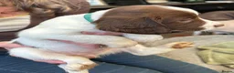 Springador dogs for sale: Meet the Family - Advert 12