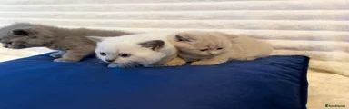 Blue Colour point/himalayan