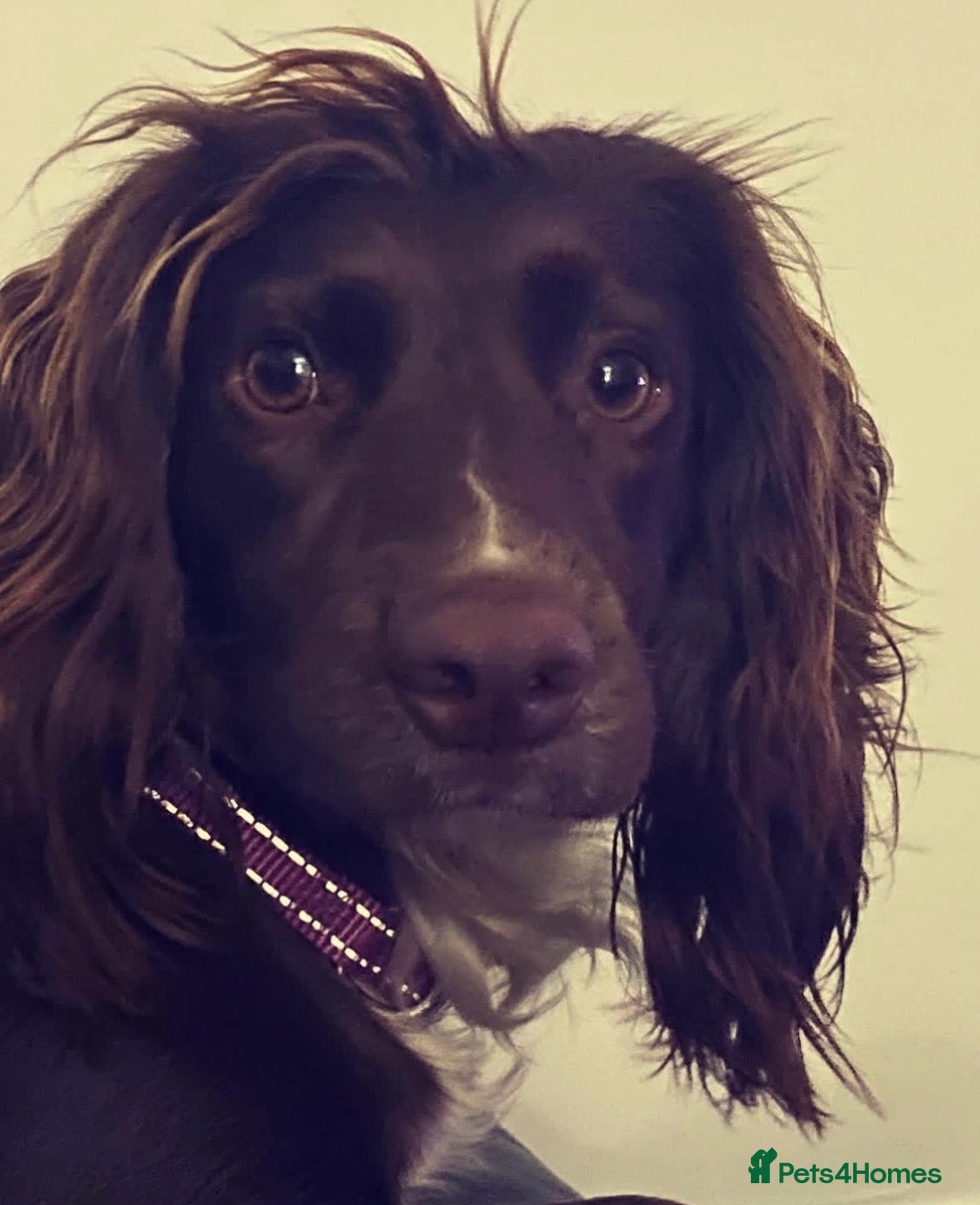 Cocker Spaniel dogs for sale: Cocker Spaniel Pups - Advert 1