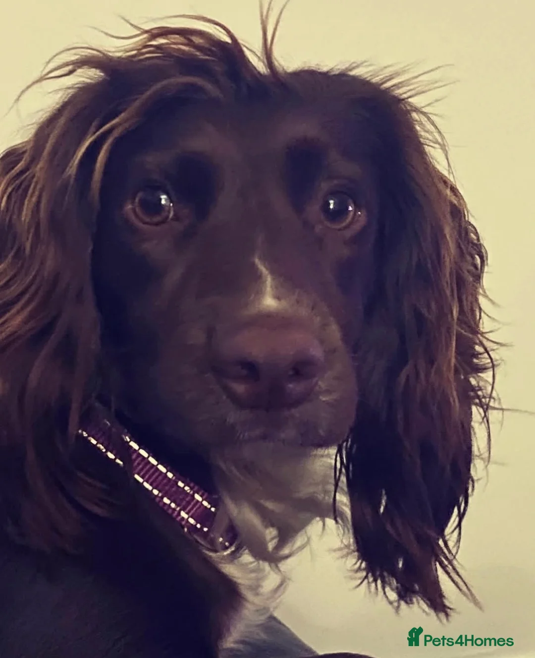 Cocker Spaniel dogs for sale: Cocker Spaniel Pups in Liverpool - Advert 1