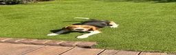 Beagle dogs for sale: Beagle puppy Archie in Pinner - Advert 6