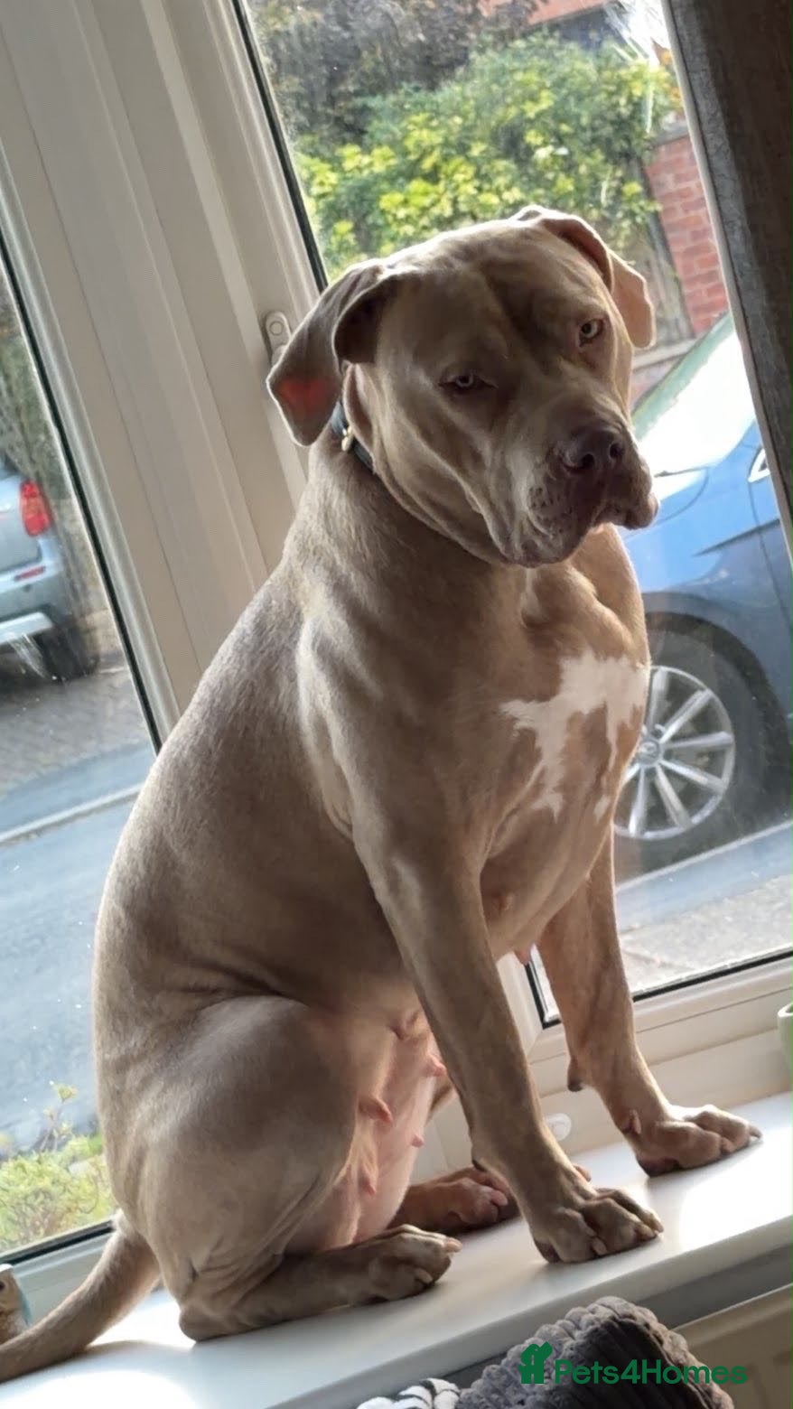 Mixed Breed dogs Skylar  11Month old  - Advert 1